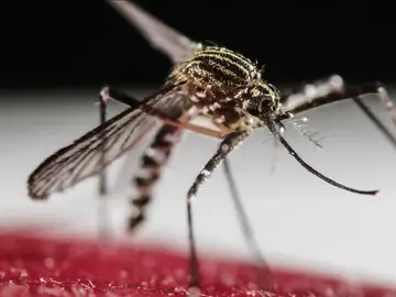 Mosquito transmisor del virus Zika Mosquito transmisor del virus Zika