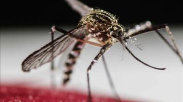 Mosquito transmisor del virus Zika