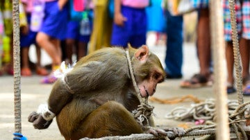 El mono arrestado ante los vecinos de un barrio de Mumbai (India)