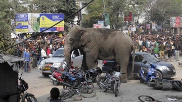 Un elefante siembra el pánico en la India