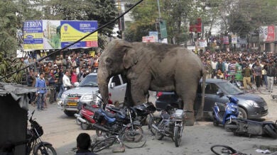 Un elefante irrumpe en la ciudad india de Siliguri y causa daños en 40 casas y tiendas