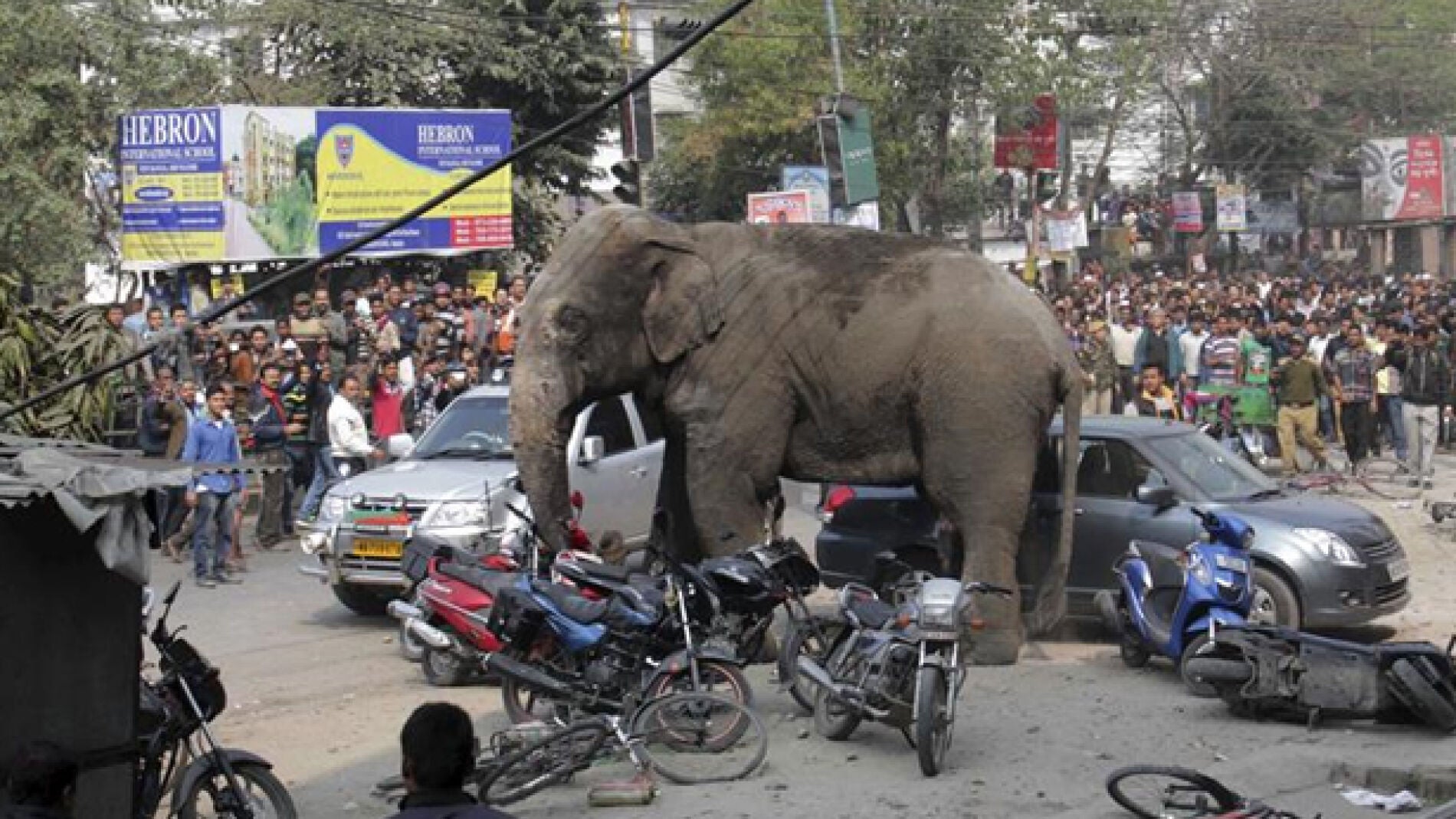 Un elefante siembra el p&aacute;nico en la India