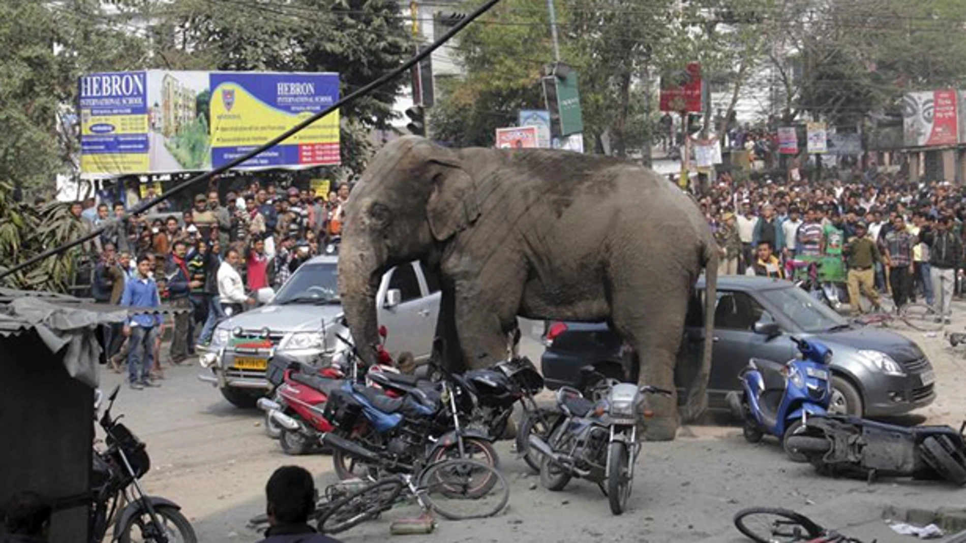 Un elefante siembra el pánico en la India Un elefante siembra el pánico en la India