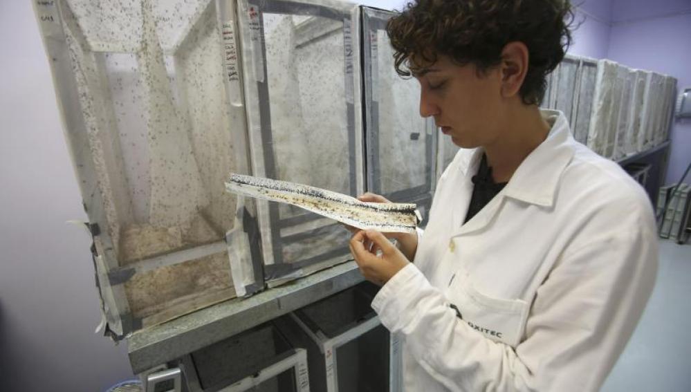 Estudio del mosquito que porta el virus Zika