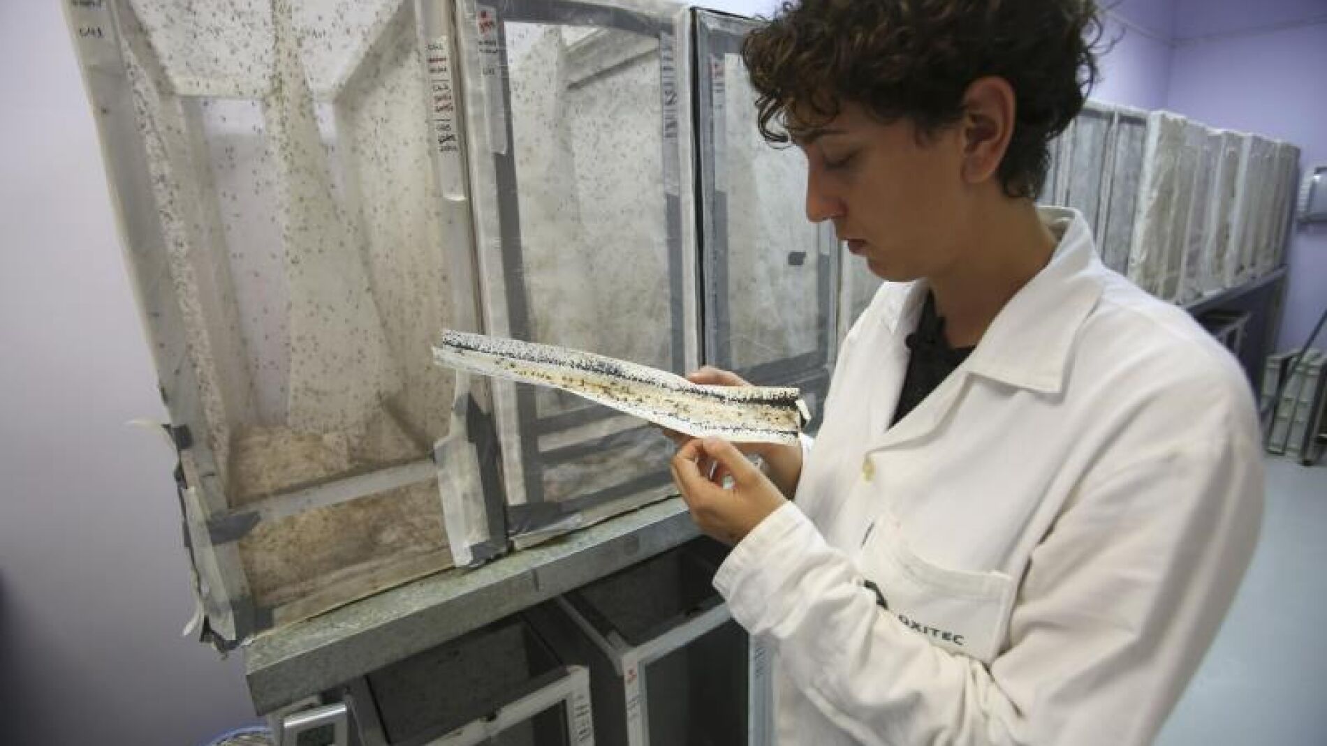 Estudio del mosquito que porta el virus Zika