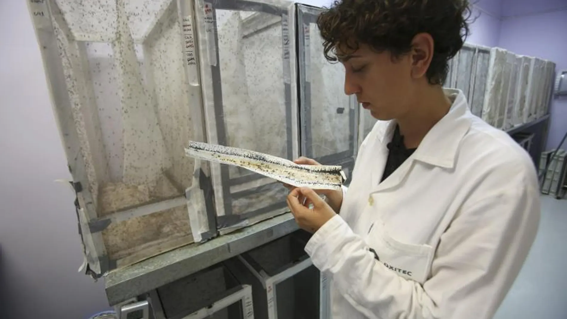 Estudio del mosquito que porta el virus Zika Estudio del mosquito que porta el virus Zika