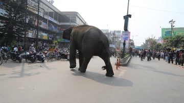 Otro elefante irrumpió el pasado miércoles otro pueblo indio