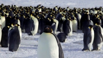 Un grupo de pingüinos en la Antártida