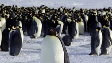 Mueren 150.000 pingüinos al ser bloqueados por un iceberg del tamaño de Roma 