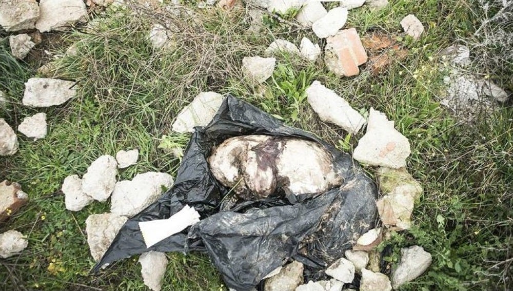 Galgo muerto tras ser maltratado en Fuensalida (Toledo)