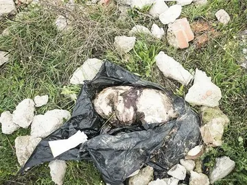 Galgo muerto tras ser maltratado en Fuensalida (Toledo) Galgo muerto tras ser maltratado en Fuensalida (Toledo)