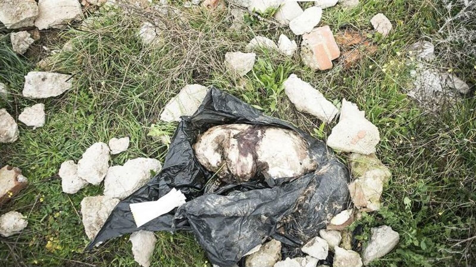 Amordazan y apuñalan a un galgo para quitarle el chip en un pueblo de Toledo