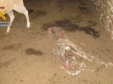 Ovejas abandonadas Ovejas abandonadas