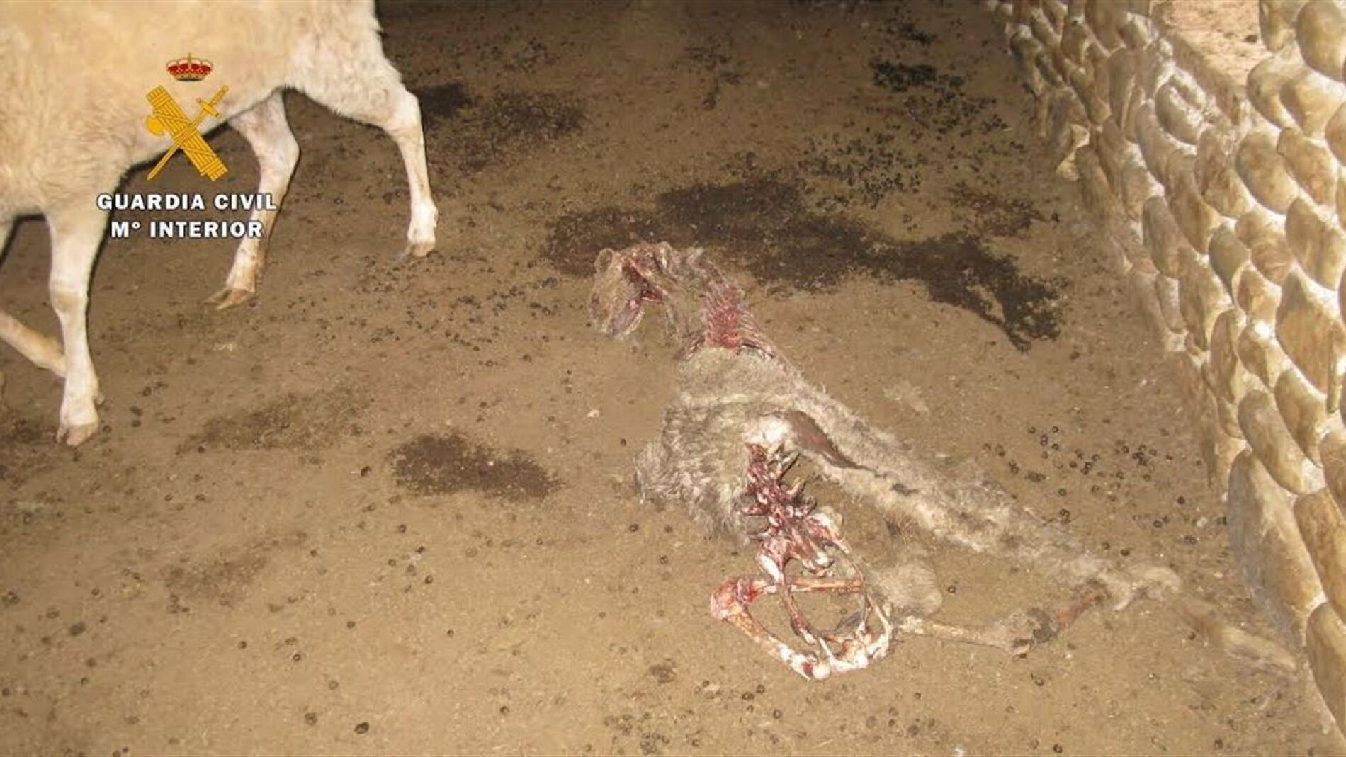 Ovejas abandonadas