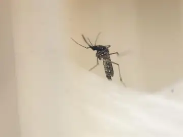 Un ejemplar del mosquito Aedes Aegypti, transmisor del dengue y el zika. Un ejemplar del mosquito Aedes Aegypti, transmisor del dengue y el zika.