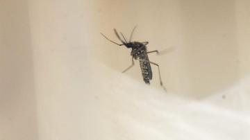 Un ejemplar del mosquito Aedes Aegypti, transmisor del dengue y el zika.