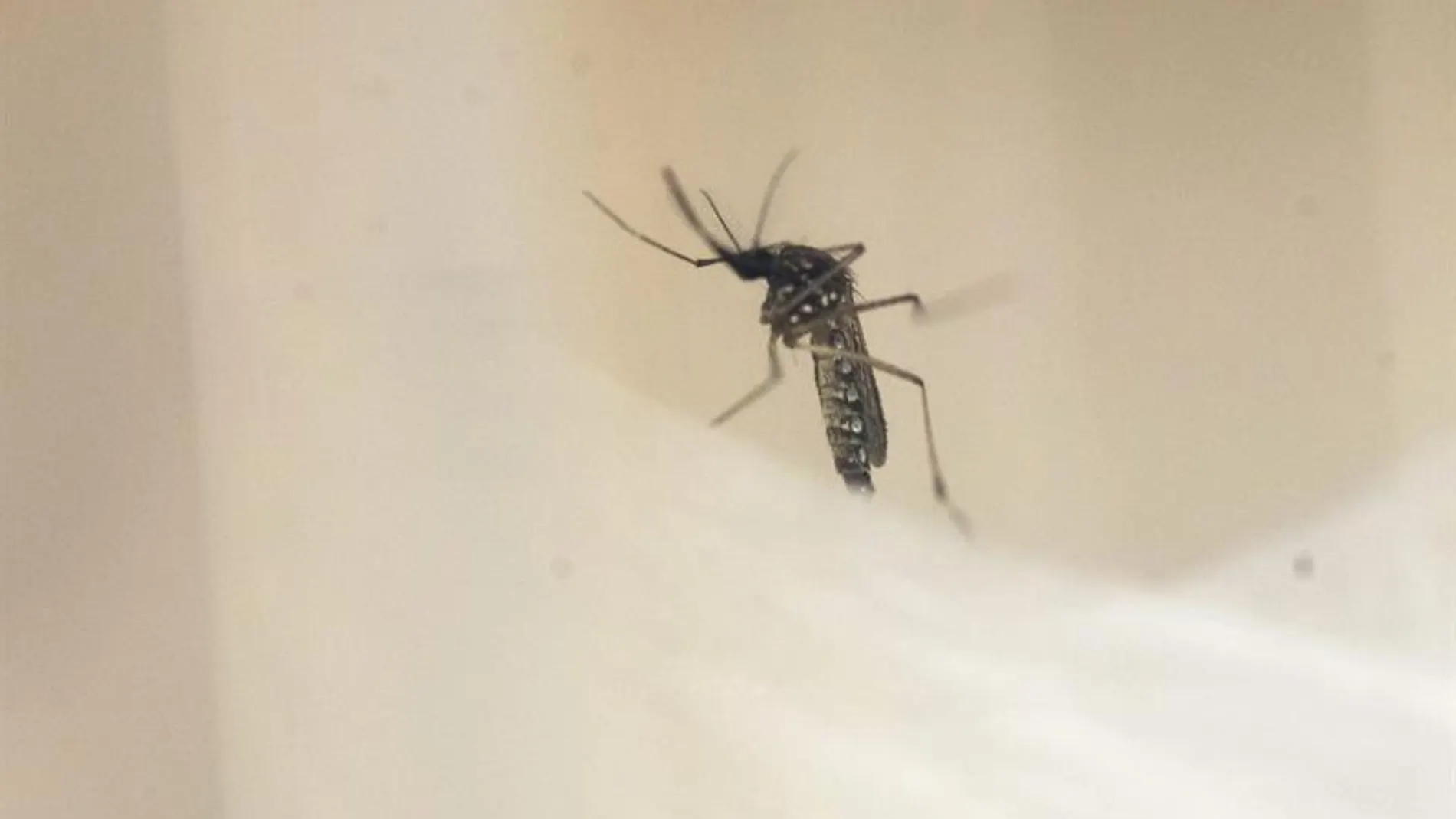 Un ejemplar del mosquito Aedes Aegypti, transmisor del dengue y el zika. Un ejemplar del mosquito Aedes Aegypti, transmisor del dengue y el zika.