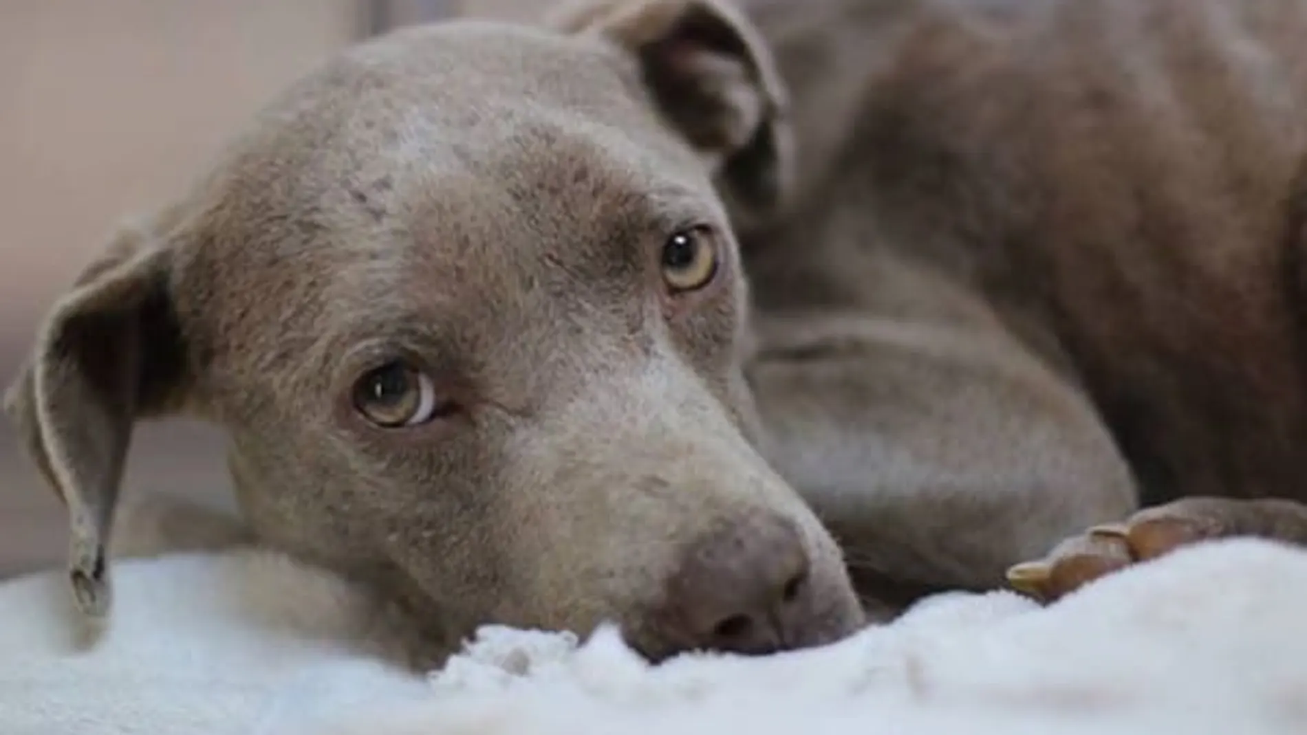 Graycie, una perra que perdió la confianza en las personas tras ser maltratada 