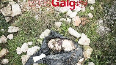 Encuentran el cadáver de un galgo al que habían apuñalado en el corazón