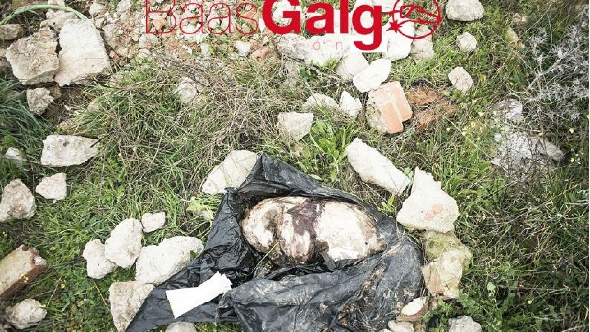 El animal fue encontrado dentro de un saco de basura