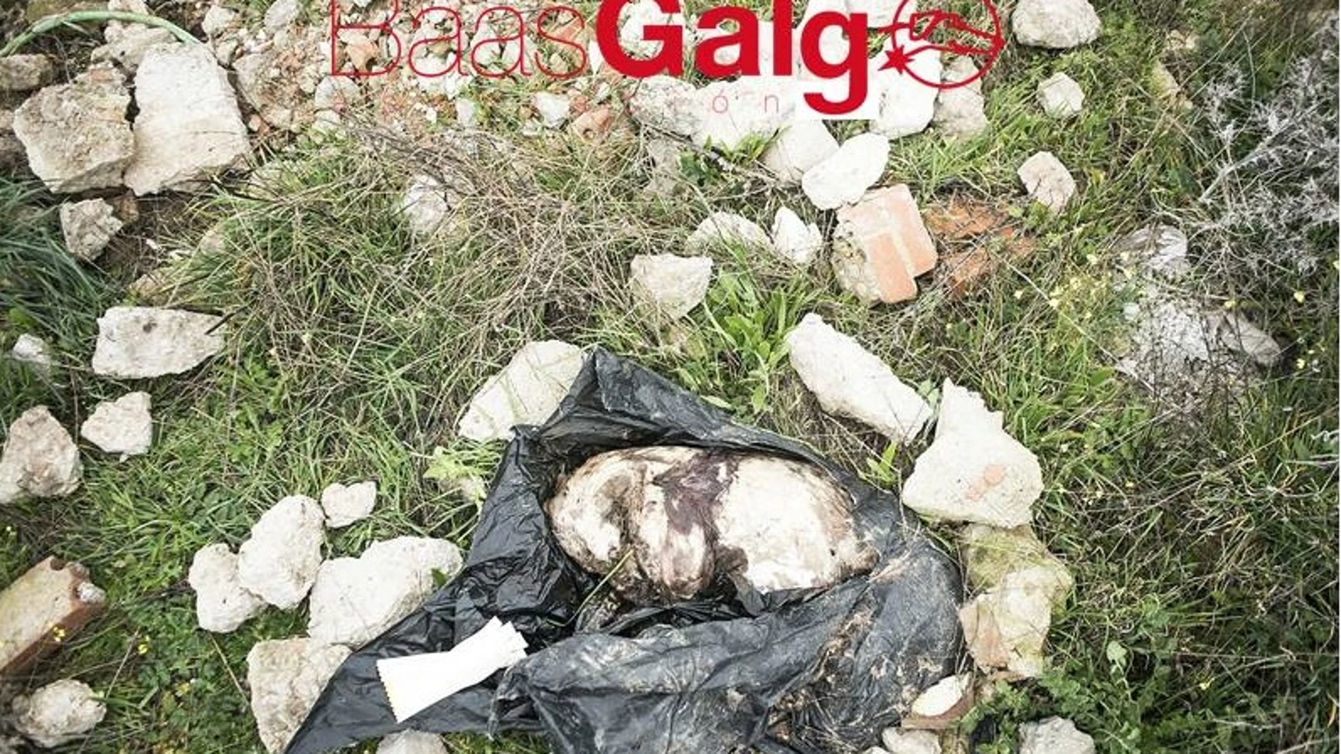 El animal fue encontrado dentro de un saco de basura El animal fue encontrado dentro de un saco de basura