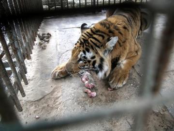 Un tigre del zoo de Jan Yunis, en Gaza, uno de los seis zoos de Gaza 