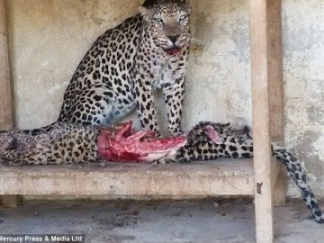 Un leopardo macho se come su compañera en un zoológico en Taiz