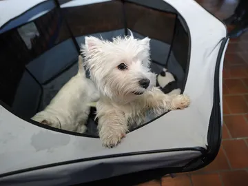 Los dueños de los perros son más extrovertidos Los dueños de los perros son más extrovertidos