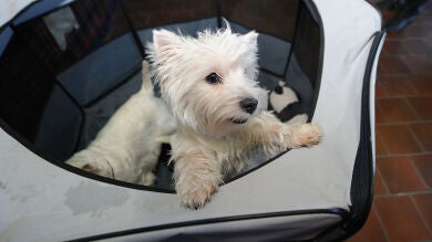 Las personas que tienen perros son más felices que aquellas que tienen gatos