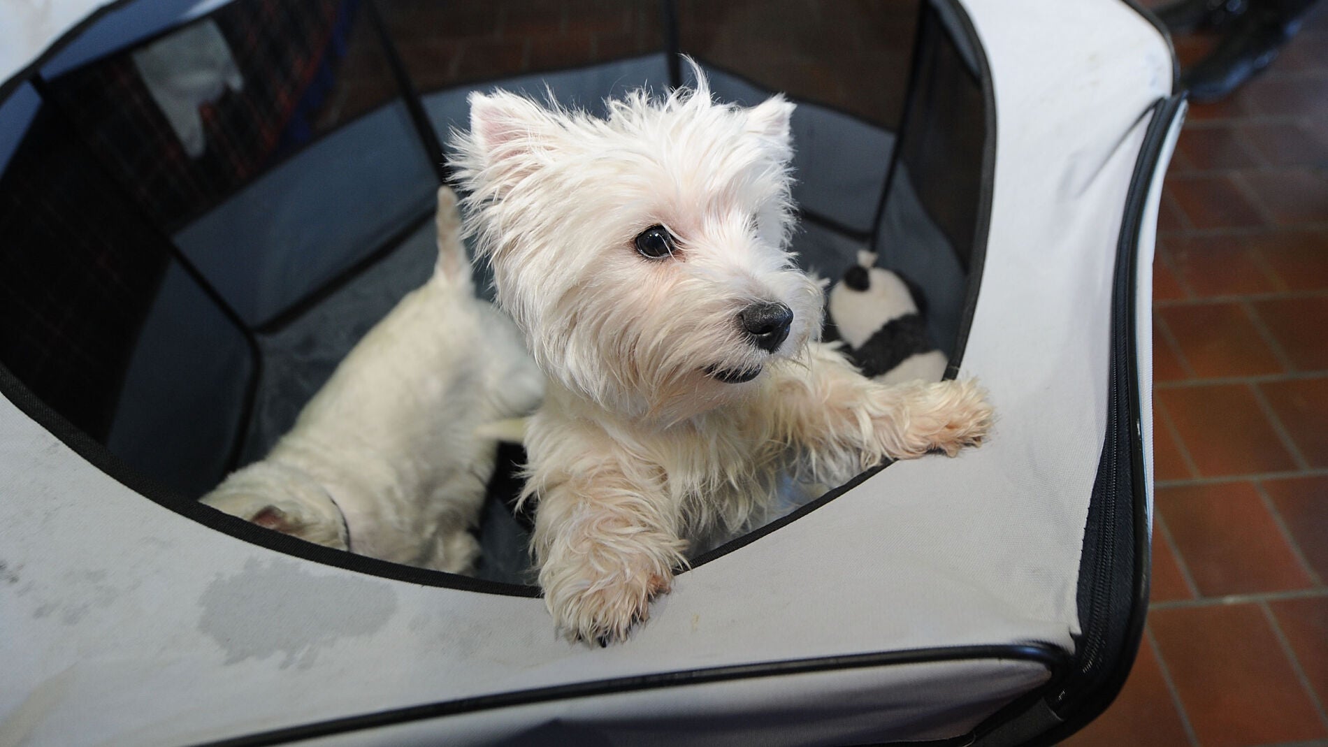 Los due&ntilde;os de los perros son m&aacute;s extrovertidos