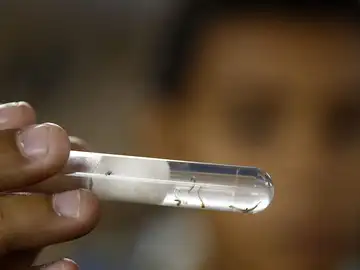 Virus del Zika Virus del Zika