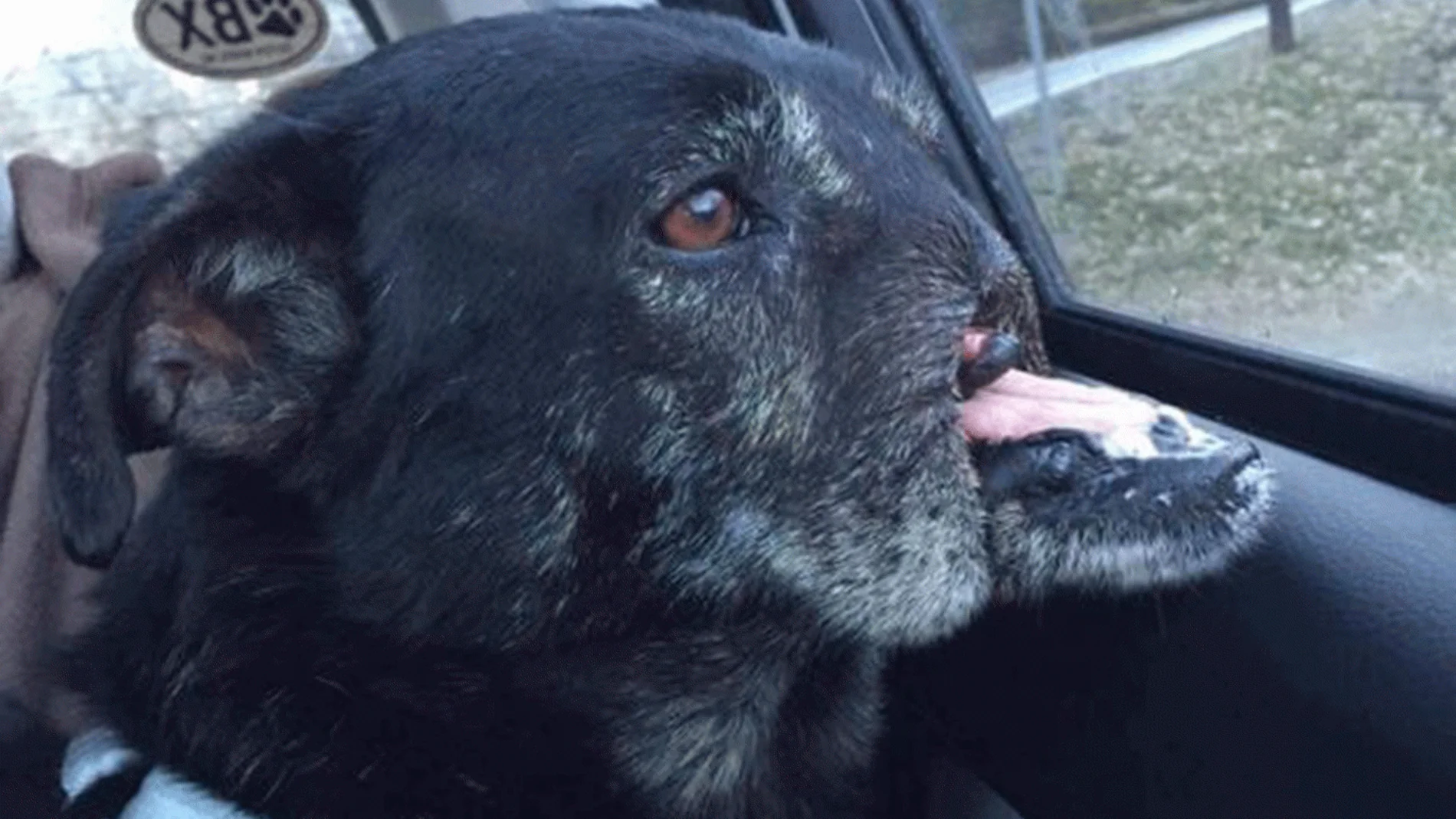 Anubis, el perro mutilado Anubis, el perro mutilado