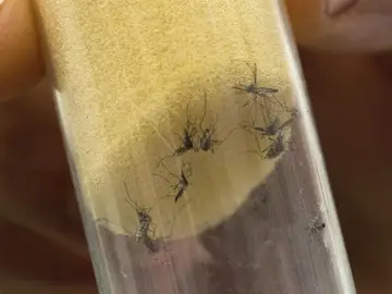Mosquitos "Aedes aegypti", transmisores del virus del Zika Mosquitos "Aedes aegypti", transmisores del virus del Zika