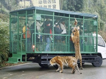 Los tigres intentando alcanzar la comida