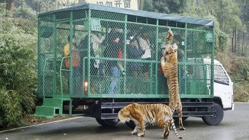 Los tigres intentando alcanzar la comida
