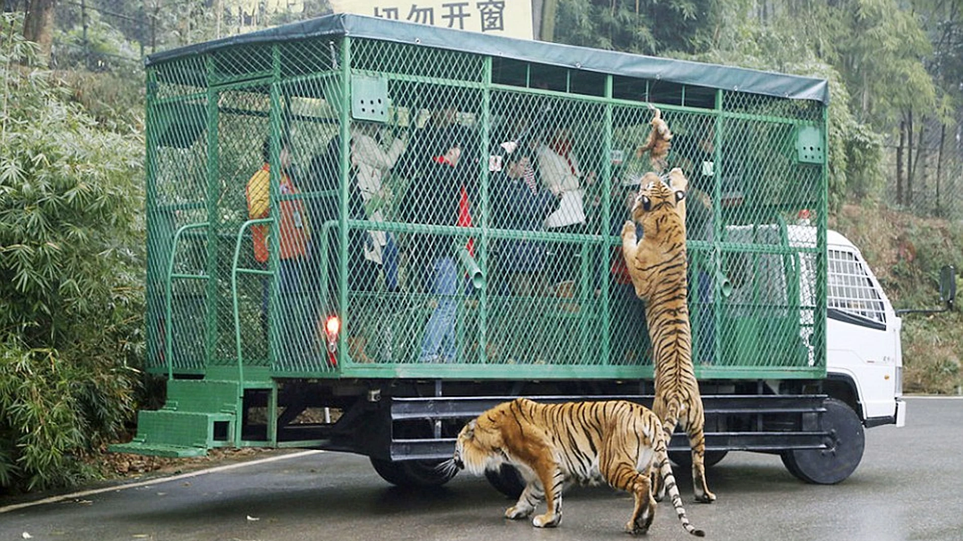 Los tigres intentando alcanzar la comida Los tigres intentando alcanzar la comida