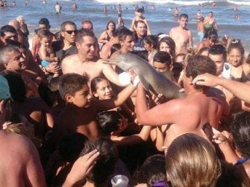 Delfín acosado por turistas