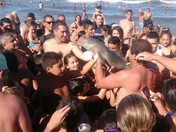 Delfín acosado por turistas Delfín acosado por turistas