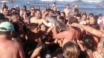 Delfín acosado por turistas