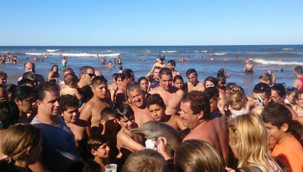 Un delfín aparece en la costa de Buenos Aires