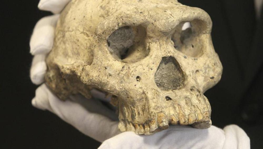 Cráneo de un homínido - Imagen de archivo