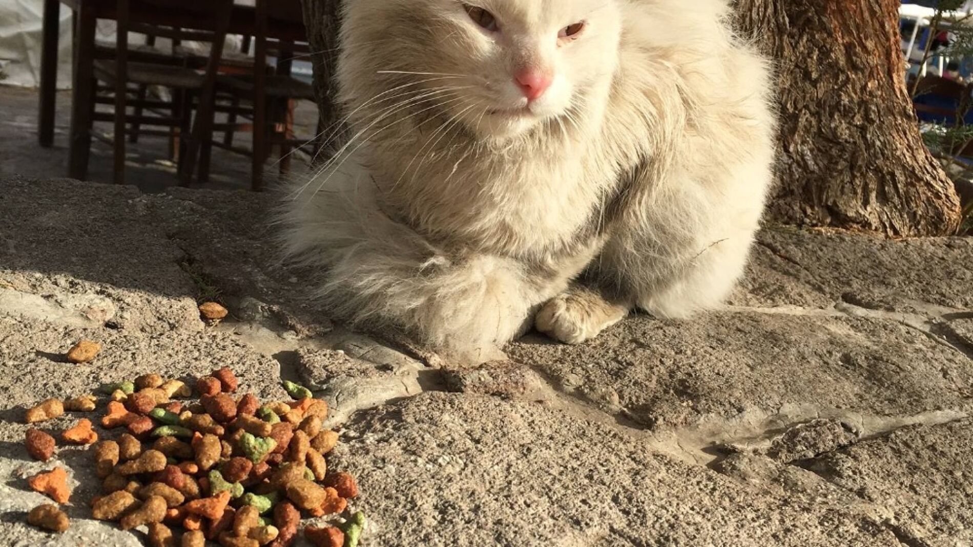 Kunkush, el 'gato refugiado' 