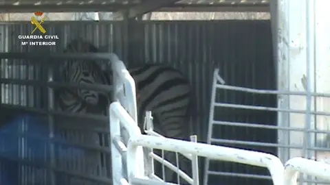 La red tenía a los animales en pésimas condiciones sanitarias La red tenía a los animales en pésimas condiciones sanitarias