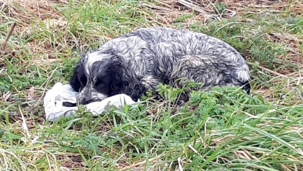 El perro no se separaba de la bolsa donde estaban los cachorros