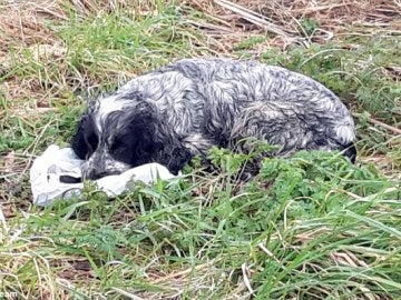 El perro no se separaba de la bolsa donde estaban los cachorros