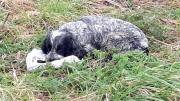 El perro no se separaba de la bolsa donde estaban los cachorros