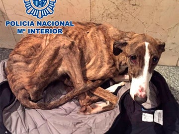 El galgo encontrado en un estado muy grave de malnutrición 