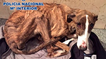 El galgo encontrado en un estado muy grave de malnutrici&oacute;n 