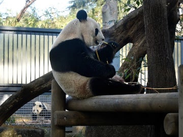 Oso Panda Oso Panda