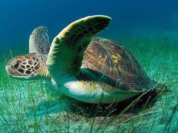 Imagen de archivo de una tortuga verde marina
